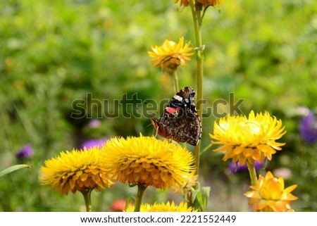 A butterfly sits on flowers