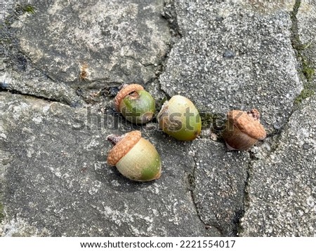 The top down, close up view of a pile of acorns sitting on a slate surface outside.