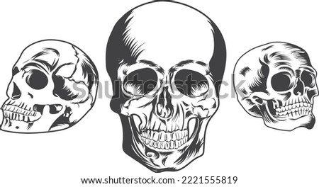 Skull Vector illustration graphic set