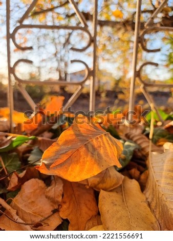 
Beautiful autumn landscape with yellowed leaves and sun. Colorful leaves in the park. falling leaves natural background.