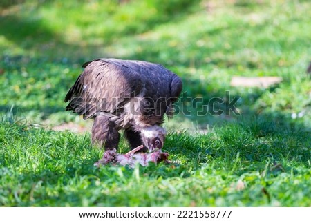 Vulture in the grass in the ZOO