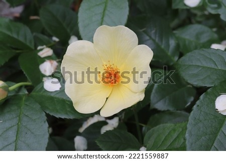 Light yellow color English Rose Tottering-by-Gently flowers in a garden in July 2021. Idea for postcards, greetings, invitations, posters, wedding and Birthday decoration, background 