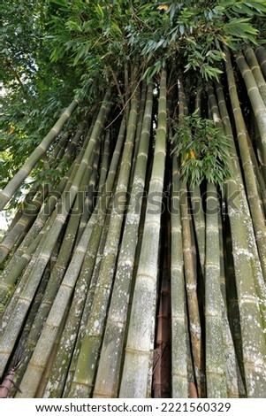 Bottom view in perspective of giant bamboo. On countryside of Brazil