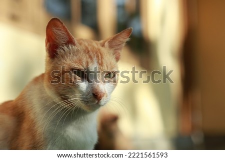 a orange domestic cat with blur background
