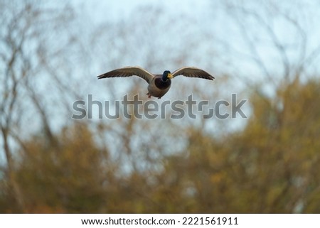 Mallard flying over the lake. Mallards are large ducks with hefty bodies, rounded heads, and wide, flat bills.
