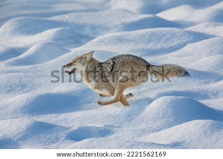 Coyote running through fresh snow, Yellowstone National Park, Wyoming Royalty-Free Stock Photo #2221562169
