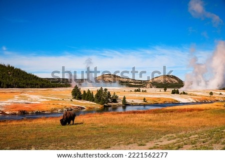 Yellowstone National Park, Wyoming. American bison. Royalty-Free Stock Photo #2221562277