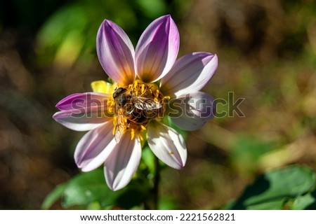 Close-up - Dahlia with nine pink petals, on which a striped fly resembling a bee sits.