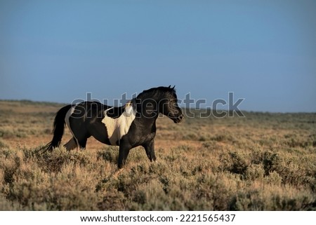 USA, Wyoming. Wild stallion walks in desert sage brush.