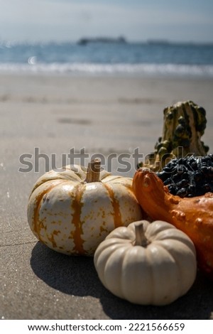 group of small pumpkins and gourds on the sand on the shore ocean background room for copy autumn fall 