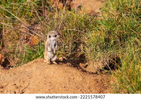 Meerkat - Suricata suricatta cub in its natural habitat.