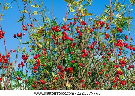 Wild rose shrub in autumn after falling flower petals with red seeds against the background of blue sky