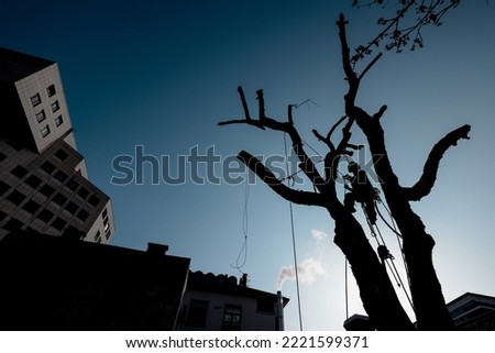 Silhouette of arborist man cutting branch with chainsaw and safety lines in city environment. Lumberjack working with chainsaw during a nice sunny morning in a city..