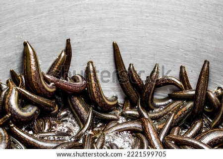 Many medical leeches for hirudotherapy on leech farm or laboratory Royalty-Free Stock Photo #2221599705