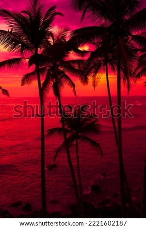 Coconut palm trees on tropical ocean beach at dusk after colorful sunset
