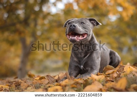 Happy Blue Staffy in Autumn Nature. Smiling Portrait of English Staffordshire Bull Terrier Lying Down in Fallen Leaves. Royalty-Free Stock Photo #2221604859