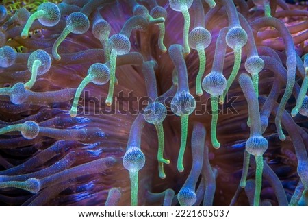 The Bubble-tip anemone (Entacmaea quadricolor) is a species of sea anemone which is widespread throughout the tropical waters of the Indo-Pacific area, including the Red Sea.  Royalty-Free Stock Photo #2221605037