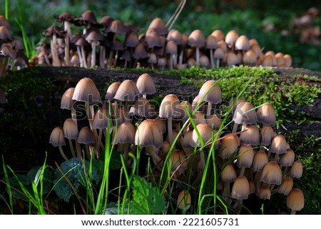 Glistening Inkcap mushrooms growing on dead wood. 