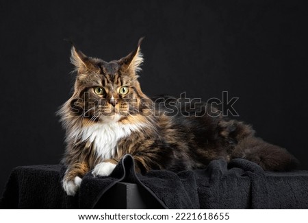 The Maine Coon lies on a dark cloth against a dark background and looks forward. Noble purebred cat