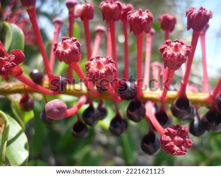 Red flowers and extrafloral cup-shaped nectary of a plant species belonging to the botanical family Marcgraviaceae. Sandbank vegetation. Royalty-Free Stock Photo #2221621125