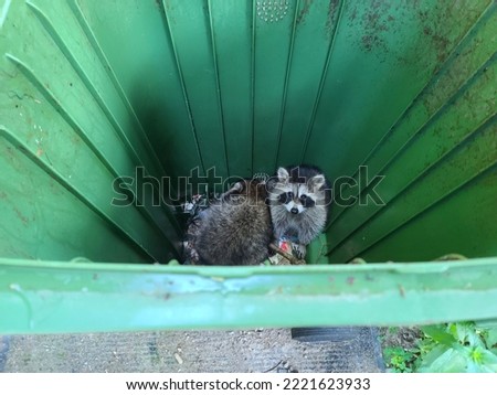 A top down closeup view of two raccoons that are stuck inside of a green bin.