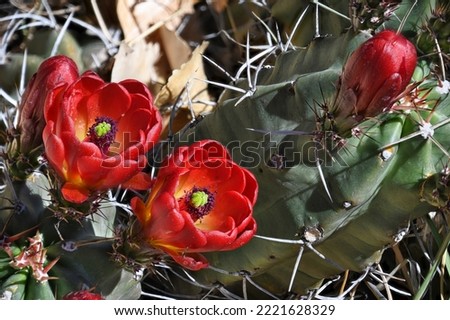 Red Claret Cup Cactus from the American Southwest Royalty-Free Stock Photo #2221628329