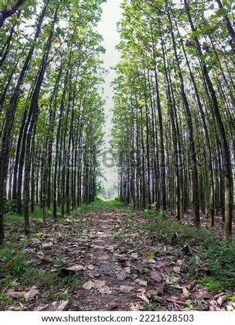 road in teak tree plantation (Tectona grandis)