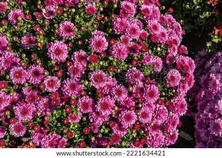 Top View of colorful fall chrysanthemums or mums for sale at greenhouse