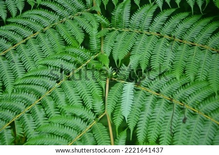 Close up image if green wild fern stock photo