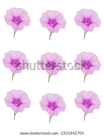 Tropical pink flowers isolated in white
