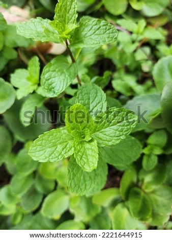Thai peppermint green leaves in a garden background

