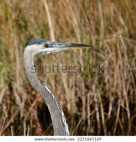                 Great blue heron portrait on a sunny morning at Fish Haul beach. Marsh grasses provide the background.               