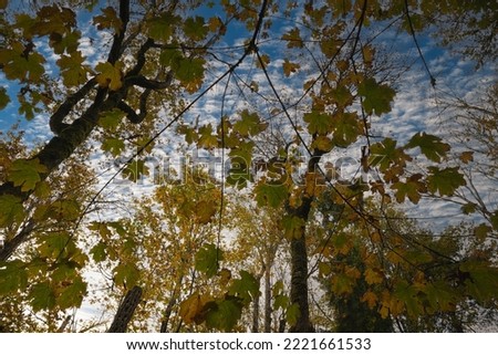  LOOKING UP THROUGH SEVERAL LEVELS OF FALL FOLIAGE ON VARIOUS TREES WITH A CLOUDY BLUE SKY