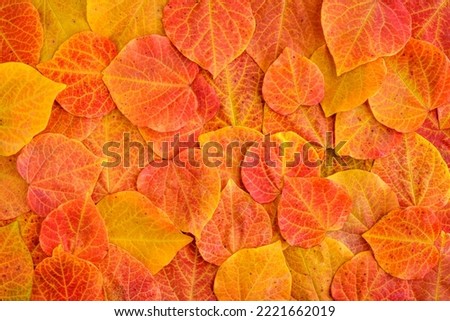 Heart shaped leaves of a redbud tree in vibrant fall color, orange and yellow nature background
