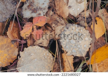 Fallen withered aspen, strawberry and birch leaves with raindrops on the ground, autumn authentic background, selected focus. Beauty in nature, fall, October, minimalism concept