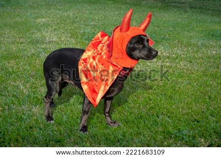 Labrador retriever dog in a striking red Halloween devil costume, standing on a grass field.