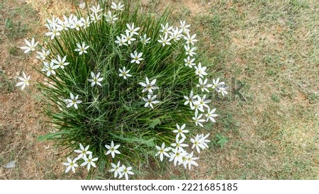 Zephyranthes flowers. Close-up. View from above. Among the thin green leaves and stems are white stellate inflorescences with yellow cores. India Royalty-Free Stock Photo #2221685185