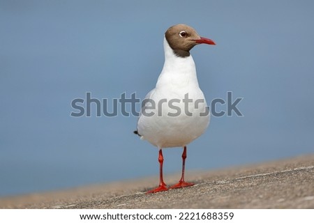Awesome picture of brown-headed gull

Bird

