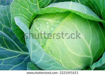 fresh homemade cabbage lined with cabbage fields Royalty-Free Stock Photo #2221691611
