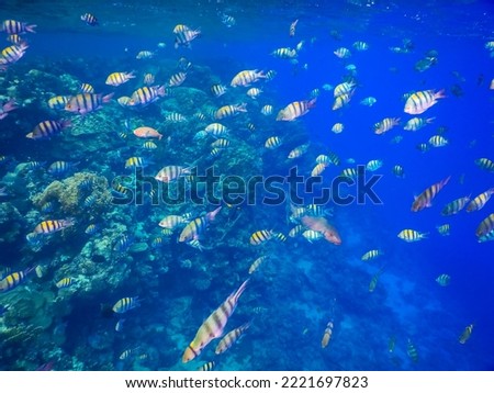 huge school of indopazific sergeant fishs at the coral reef in egypt