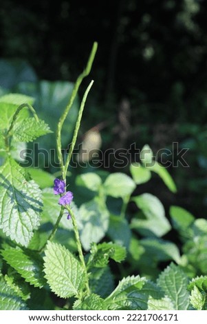 A picture of mini violet flowers and green leaves