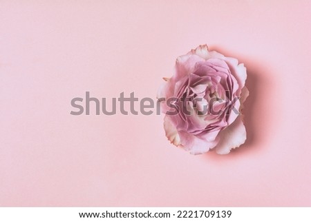 Pink rose on a pink background. Creative minimalist background. Copy space