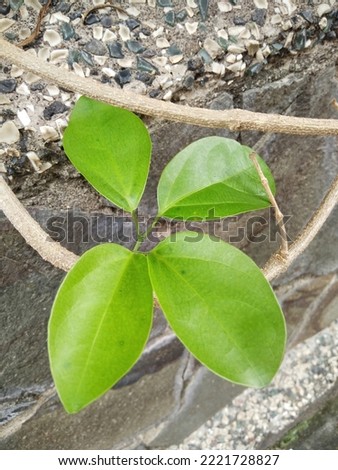 green leaves hanging on brown stems on black rocks background