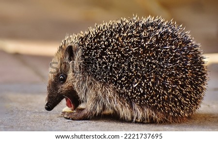 Gorgeous picture of a European hedgehog and mostly they attack on a potatoes field. It is a found in Asia. 