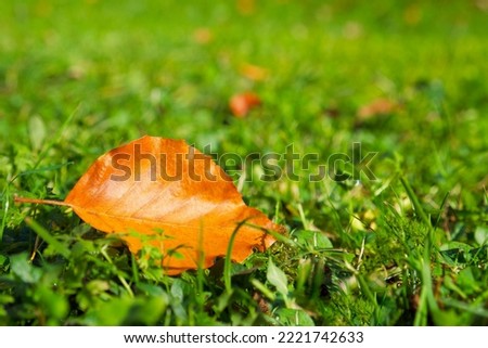 Autumn season. Close-up of an golden leaf on the green grass background
