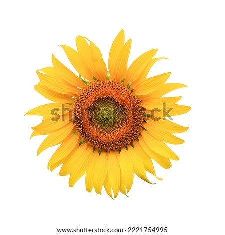 Big sunflower isolated on white background. This has clipping path.                              