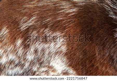 Beautiful spotted fur close-up. Texture of brown animal wool. Dog fur. Royalty-Free Stock Photo #2221756847