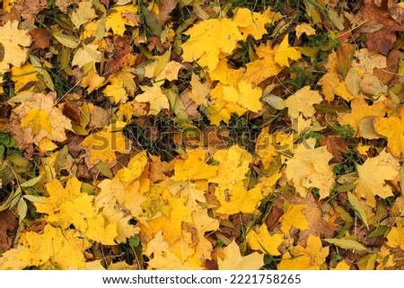 yellow autumnal maple leaves fallen in the forest Royalty-Free Stock Photo #2221758265