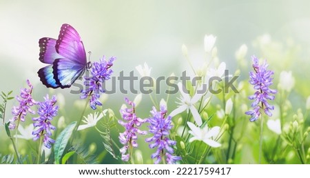 Purple butterfly on wild white violet flowers in grass in rays of sunlight, macro. Spring summer fresh artistic image of beauty morning nature. Selective soft focus. Royalty-Free Stock Photo #2221759417