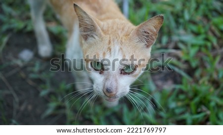 Street cat in the park with close up and focused object